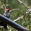 Broad-billed Hummingbird